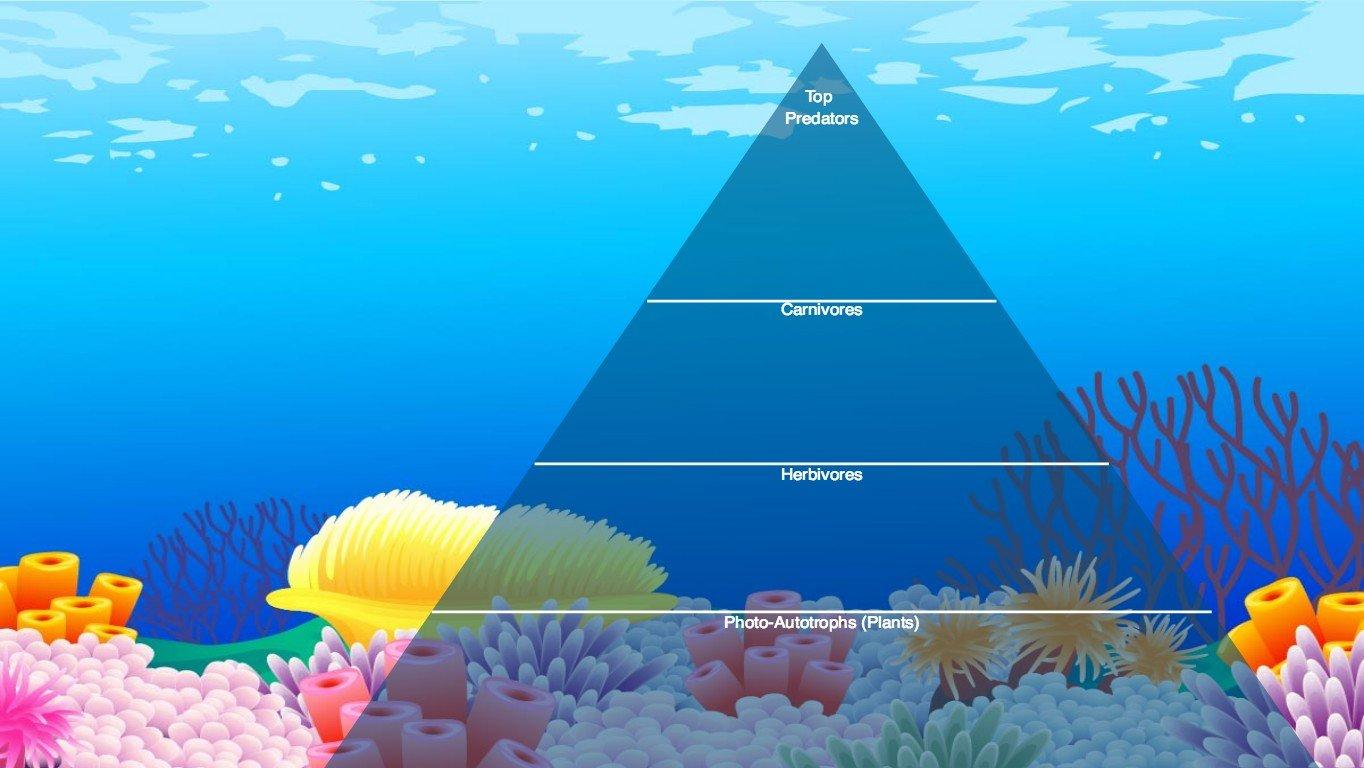 Ocean Ecological Pyramid