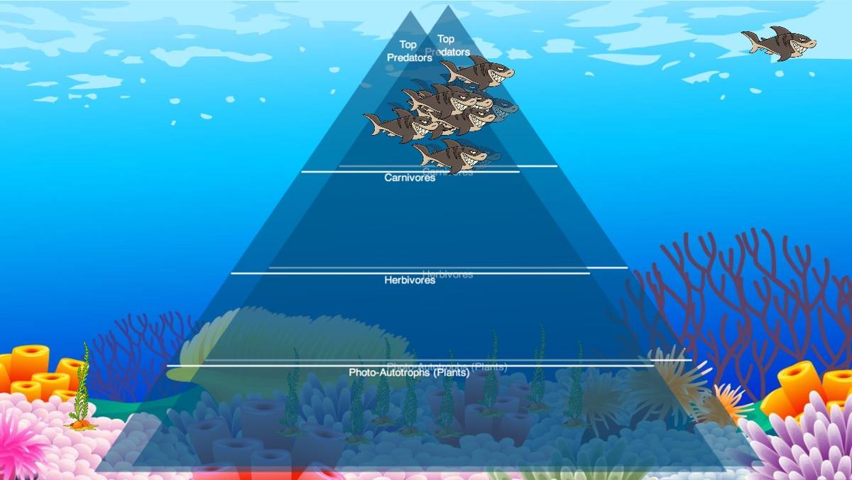 Ocean Ecological Pyramid