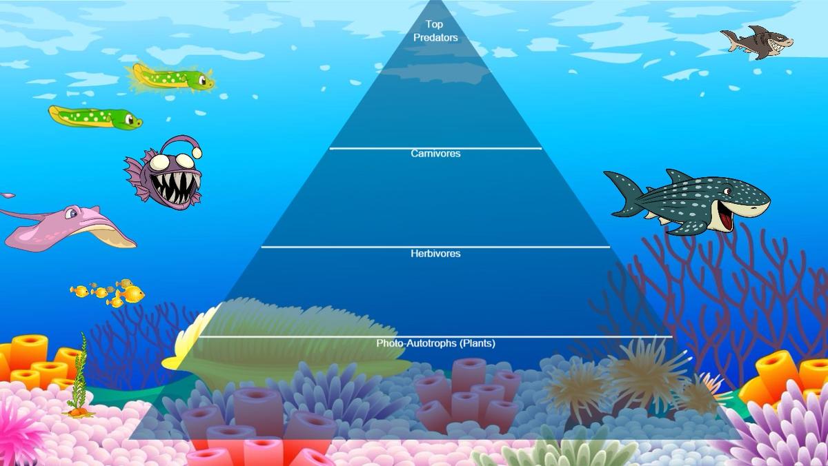 Ocean Ecological Pyramid