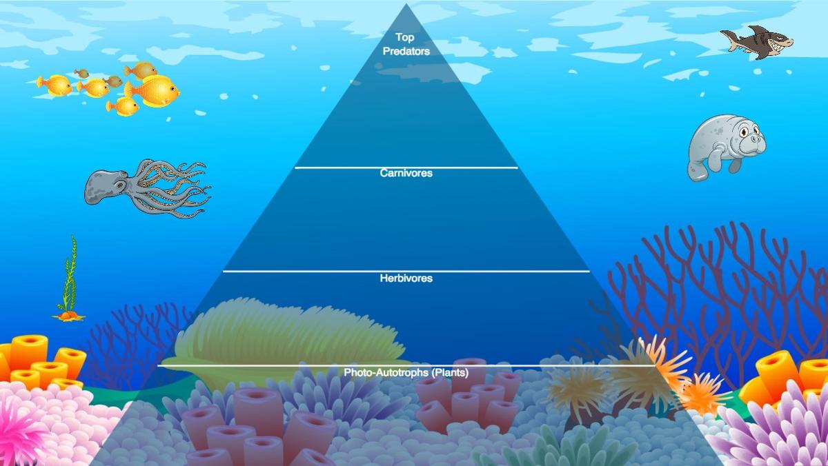 Ocean Ecological Pyramid 1