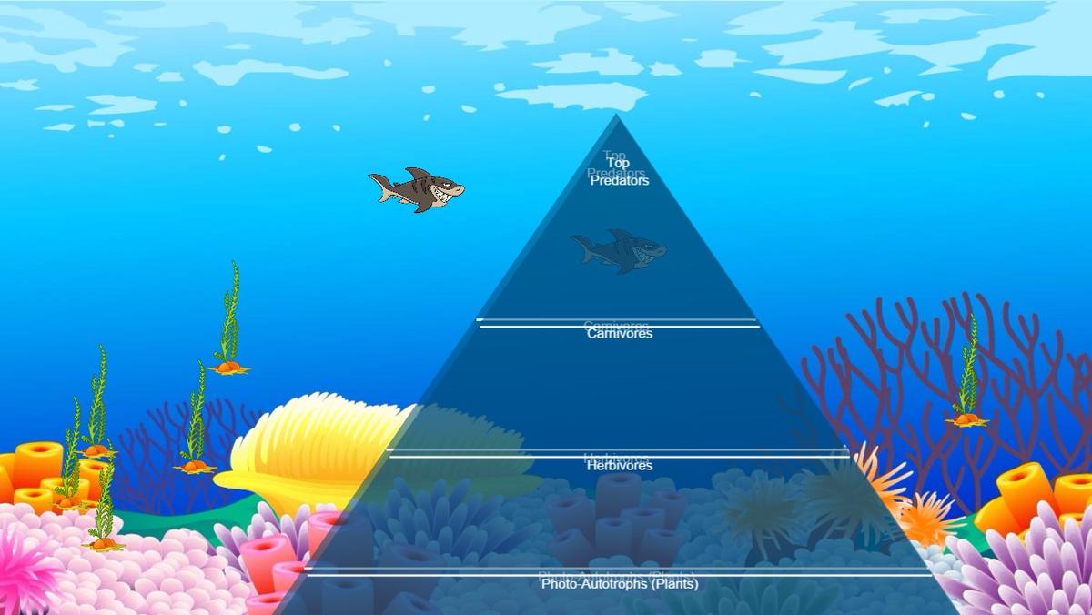 Ocean Ecological Pyramid