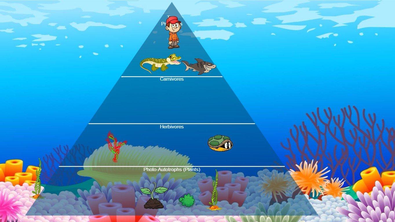 Ocean Ecological Pyramid