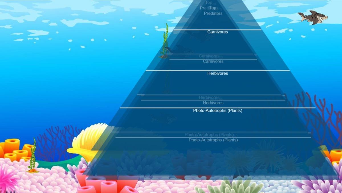 Ocean Ecological Pyramid