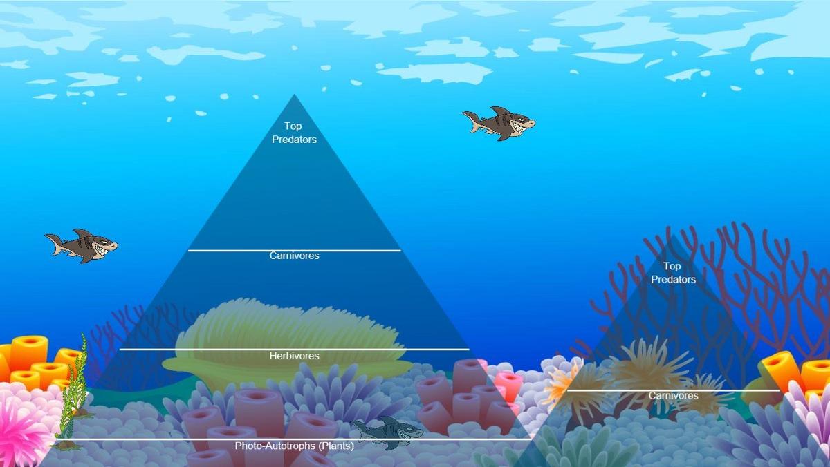 Ocean Ecological Pyramid