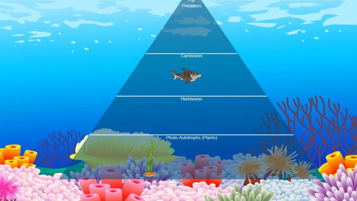 Ocean Ecological Pyramid