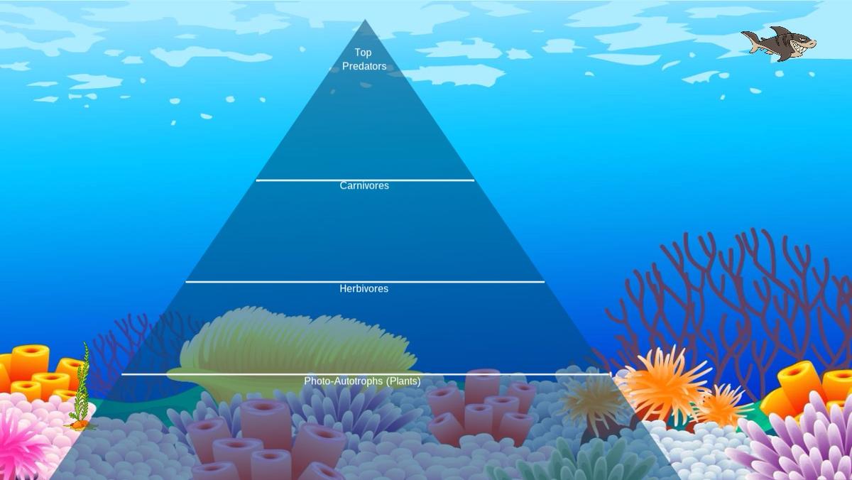 Ocean Ecological Pyramid