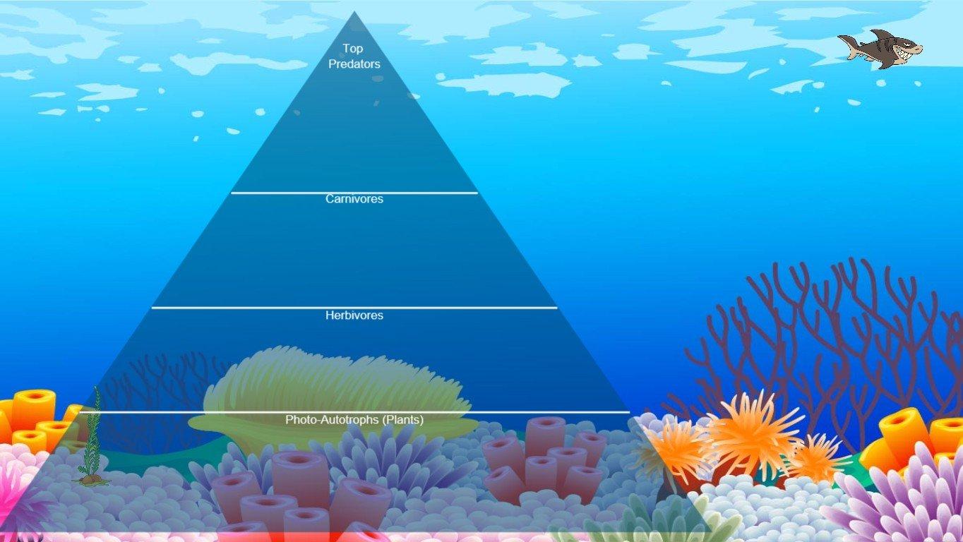 Ocean Ecological Pyramid