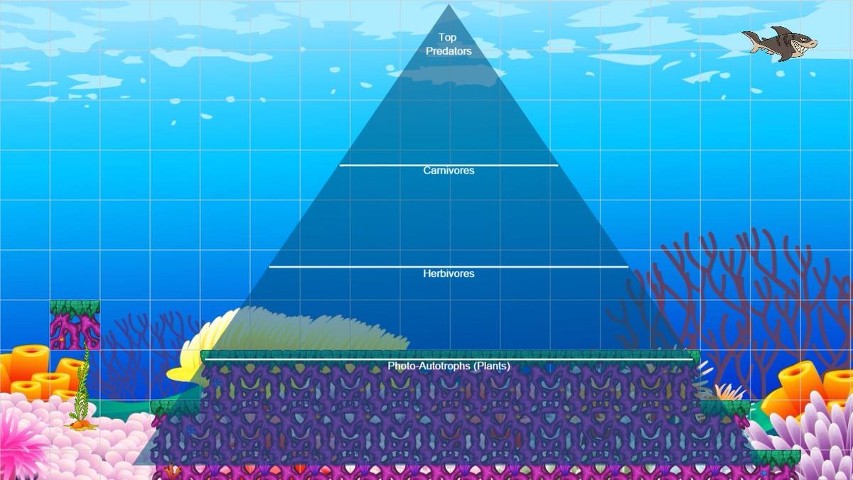 Ocean Ecological Pyramid