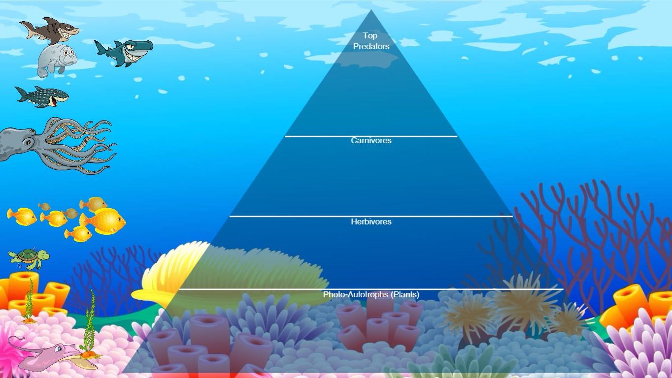 Ocean Ecological Pyramid