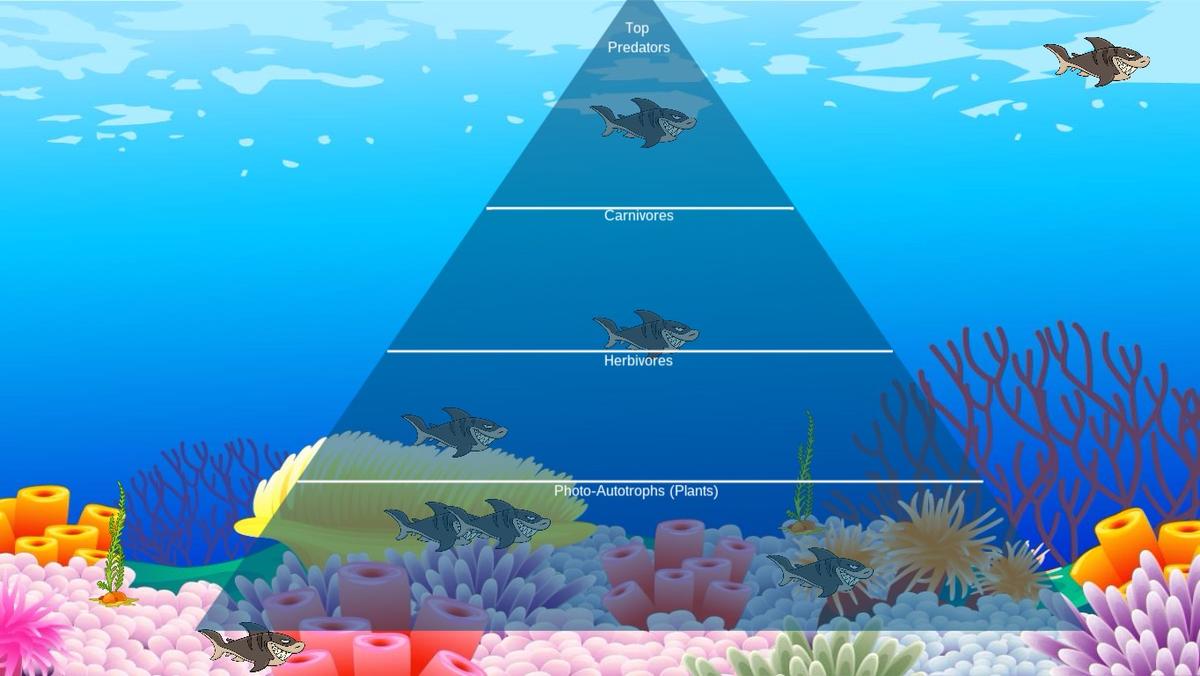 Ocean Ecological Pyramid