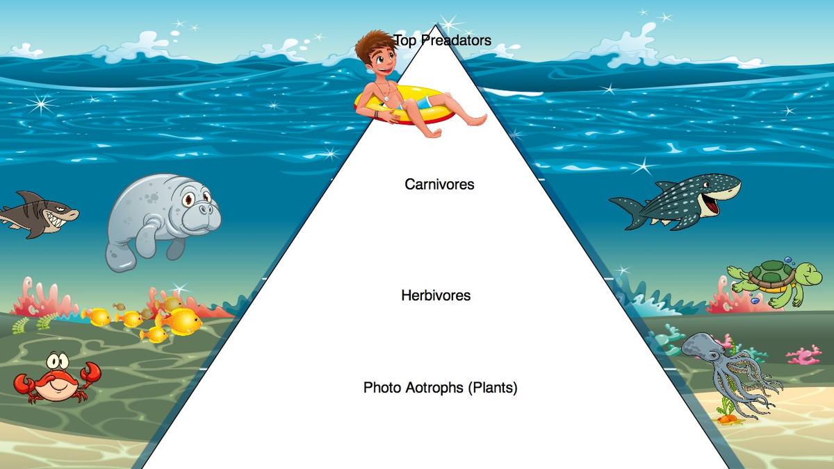 Ocean Ecological Pyramid