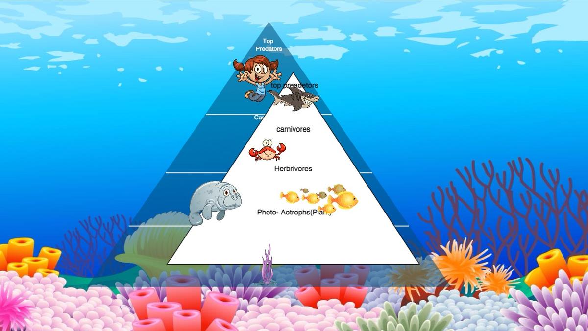 Ocean Ecological Pyramid