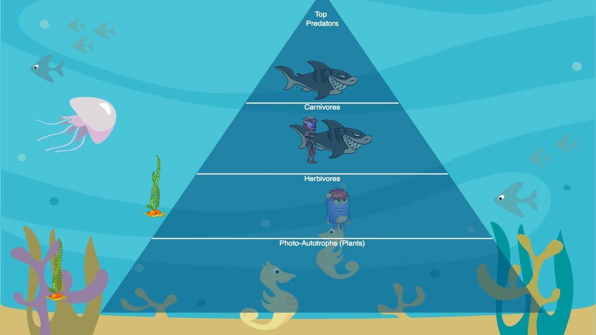 Ocean Ecological Pyramid