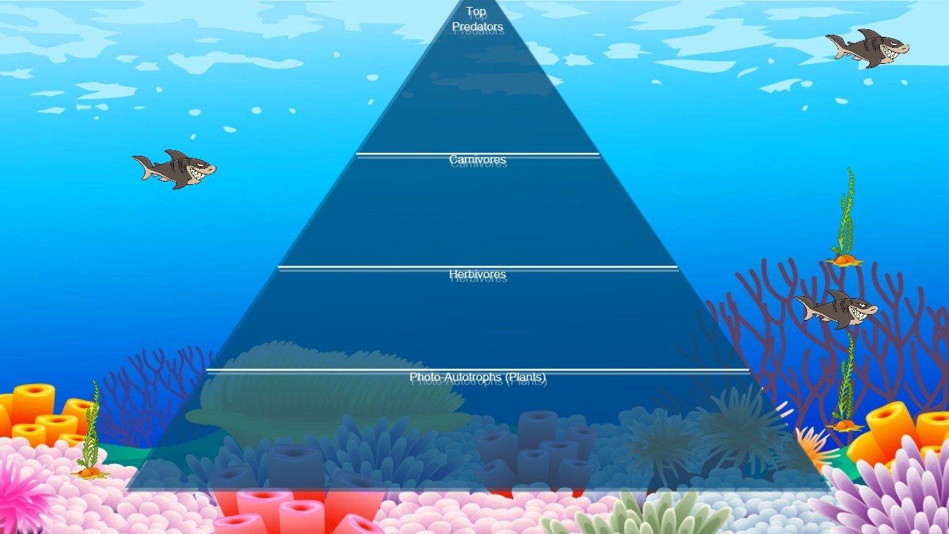 Ocean Ecological Pyramid