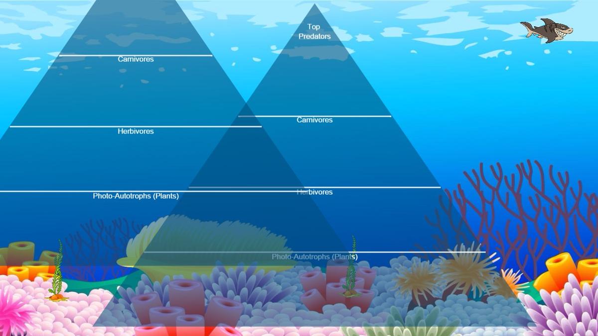 Ocean Ecological Pyramid