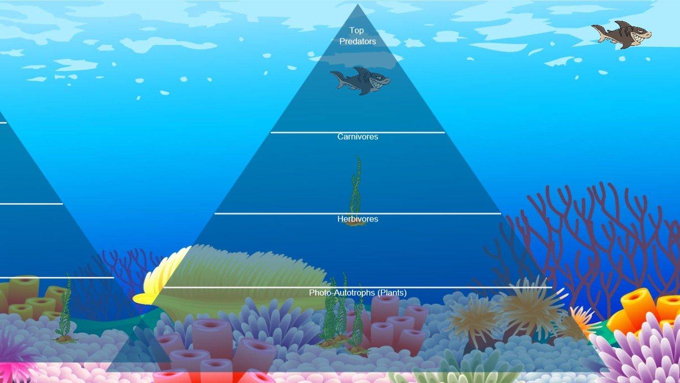 Ocean Ecological Pyramid