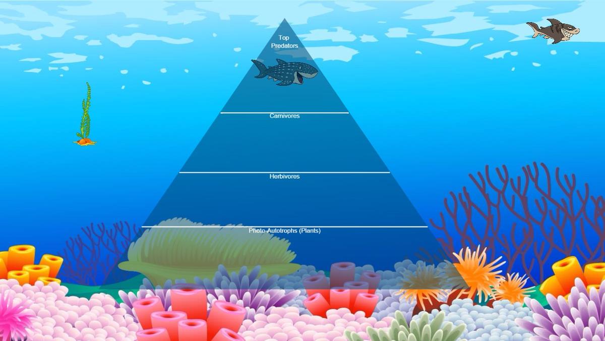 Ocean Ecological Pyramid