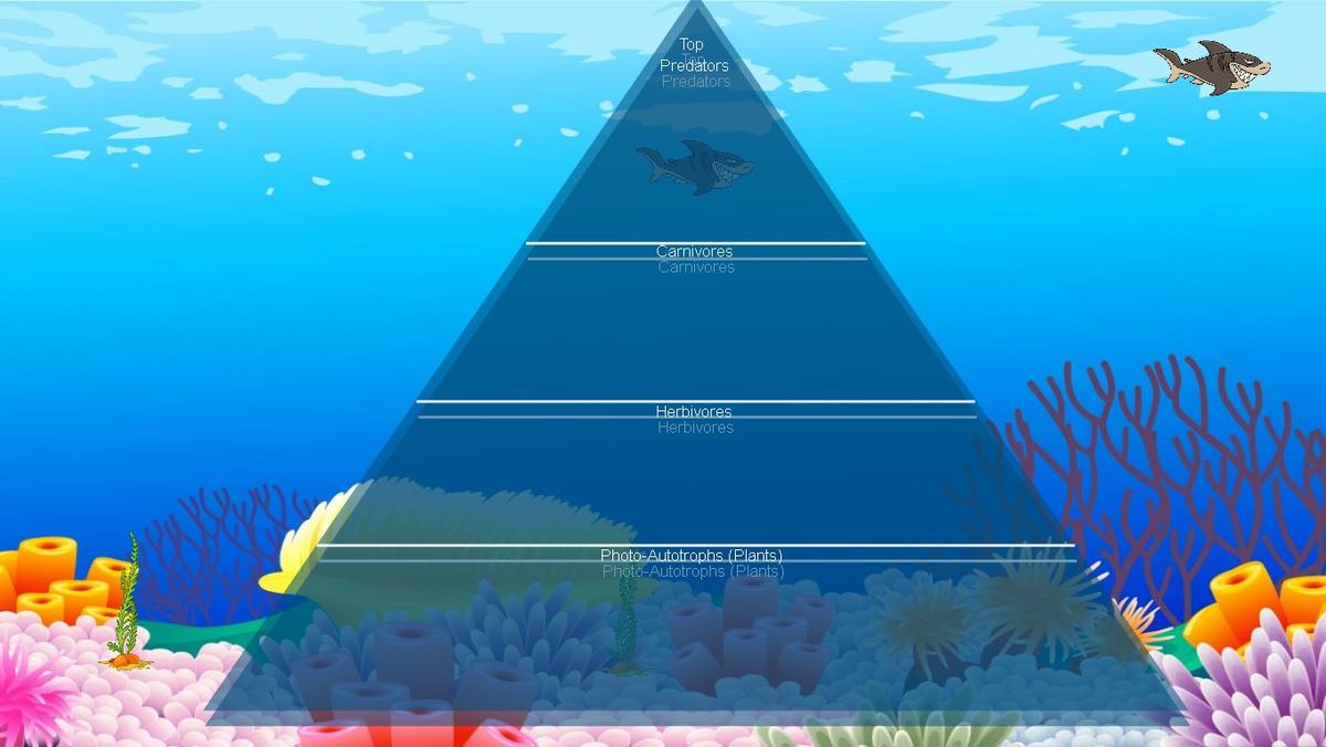 Ocean Ecological Pyramid