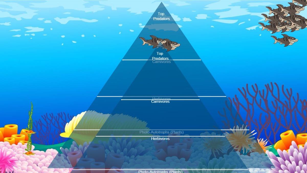 Ocean Ecological Pyramid