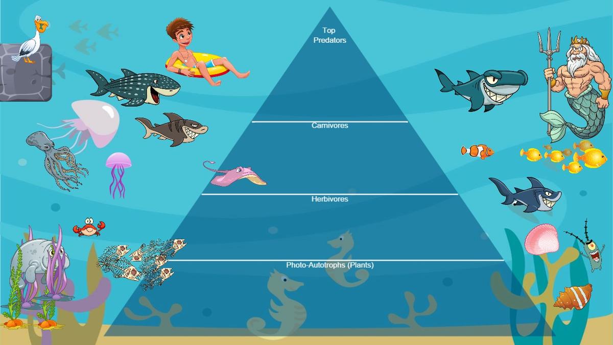 Ocean feeding relationships