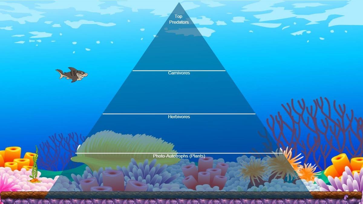 Ocean Ecological Pyramid