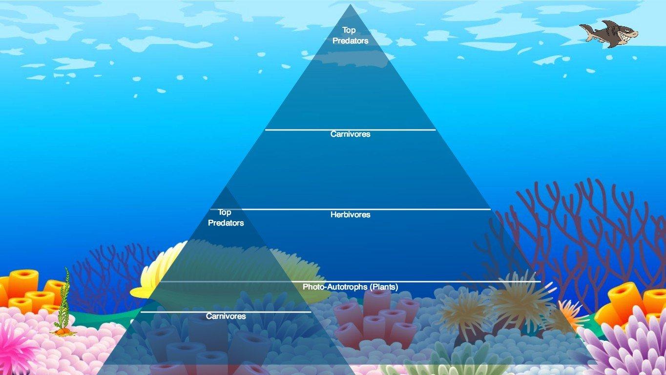 Ocean Ecological Pyramid