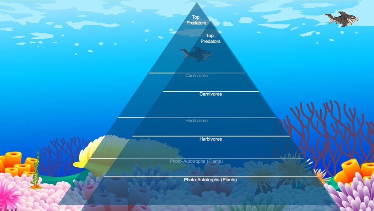 Ocean Ecological Pyramid