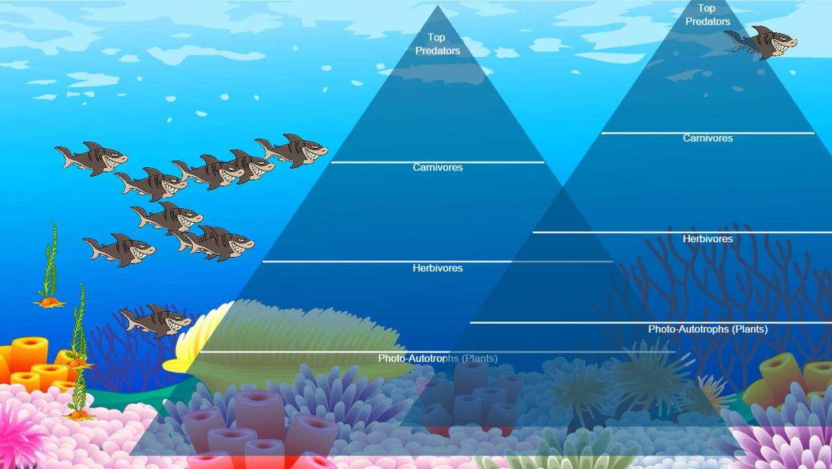 Ocean Ecological Pyramid