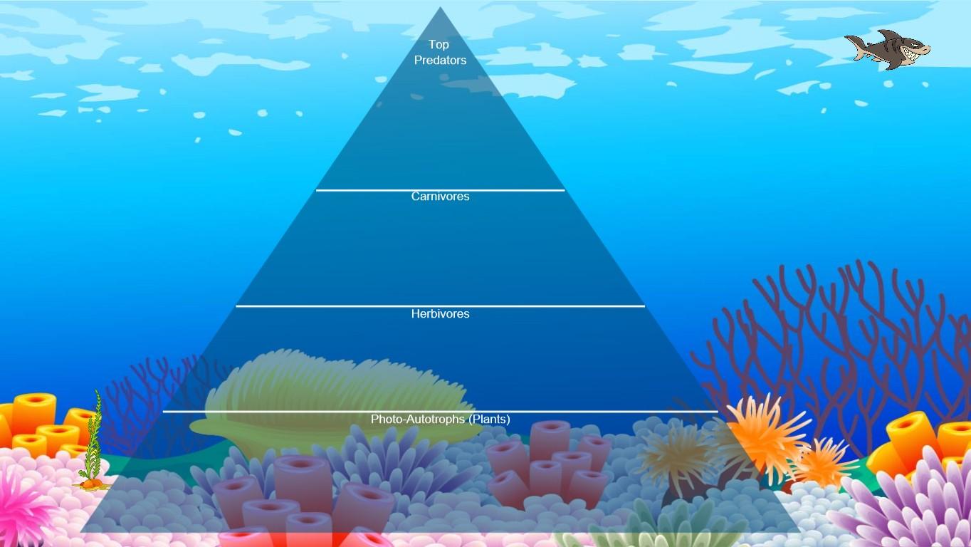 Ocean Ecological Pyramid