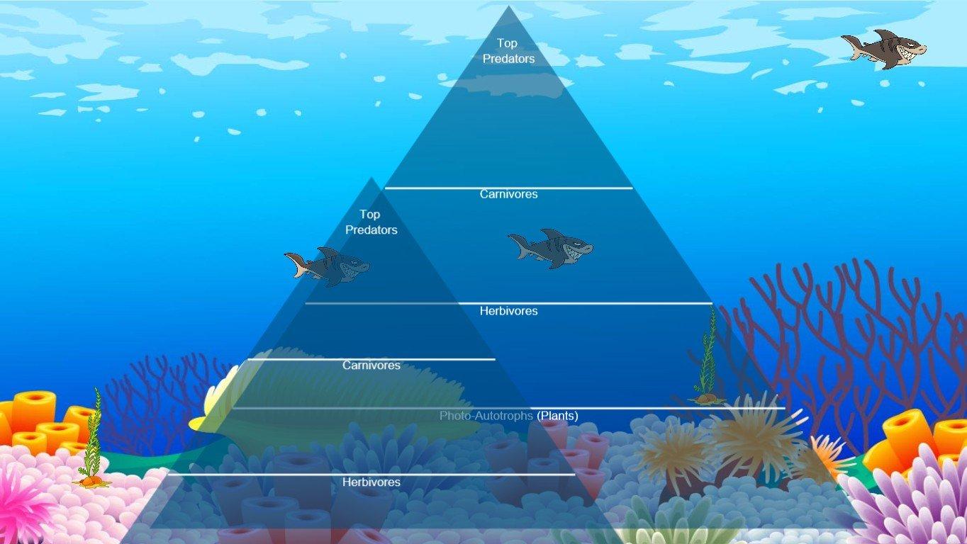 Ocean Ecological Pyramid