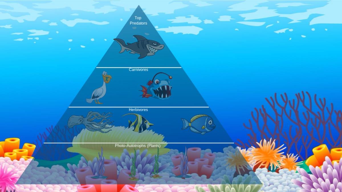 Ocean Ecological Pyramid