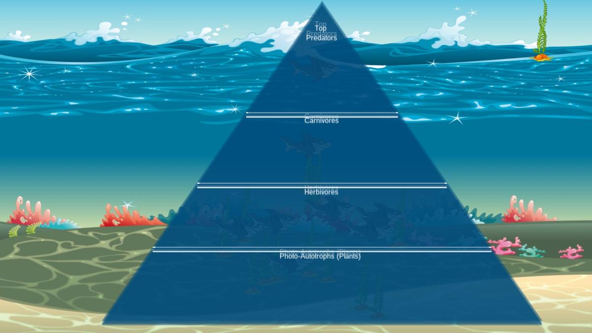 Ocean Ecological Pyramid