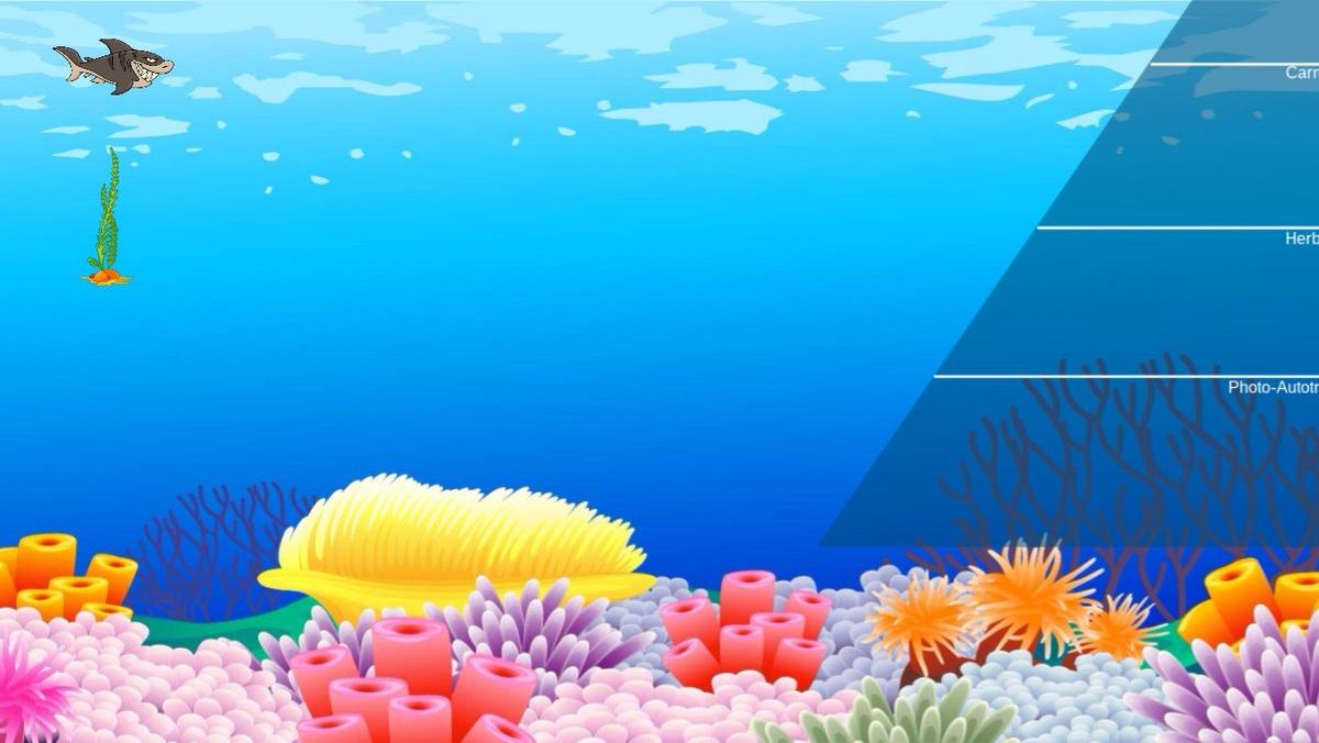 Ocean Ecological Pyramid