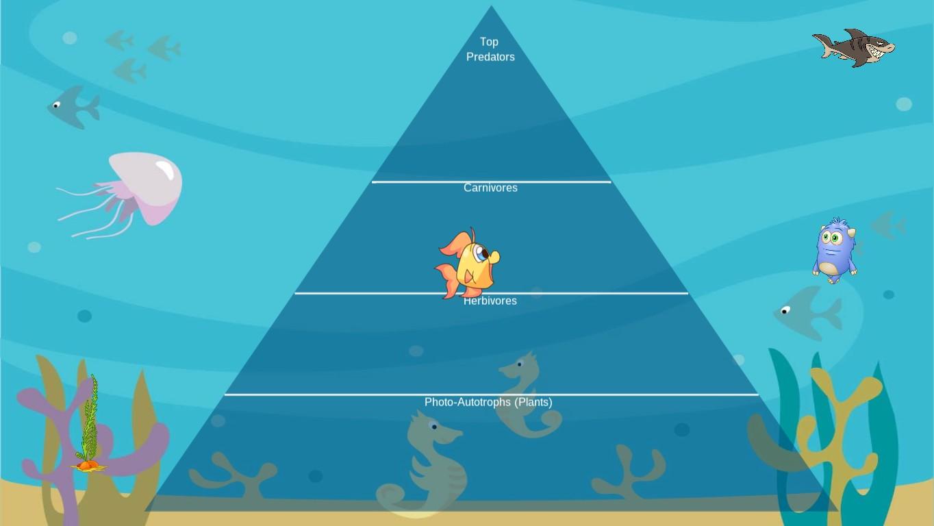 Ocean Ecological Pyramid Grade 6