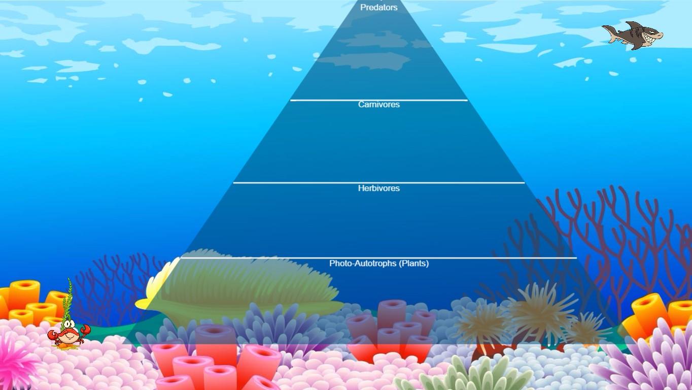 Ocean Ecological Pyramid