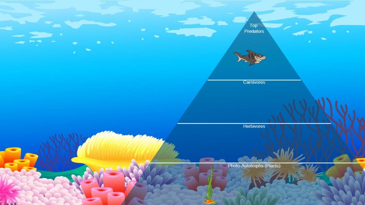 Ocean Ecological Pyramid