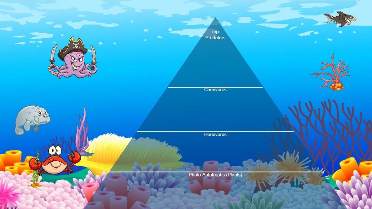 Ocean Ecological Pyramid