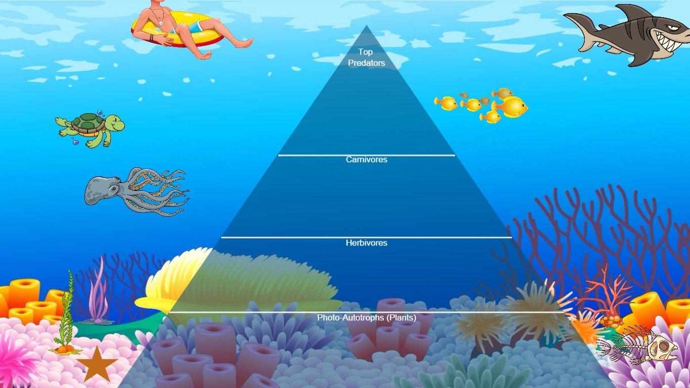 Ocean Ecological Pyramid