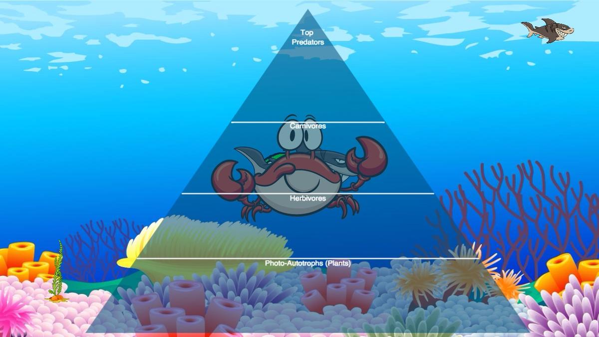 Ocean Ecological Pyramid