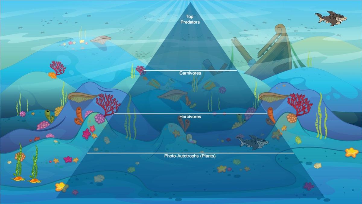 Ocean Ecological Pyramid