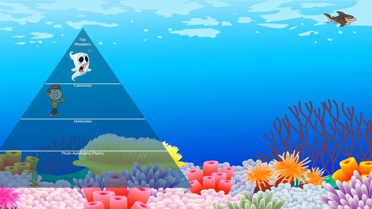 Ocean Ecological Pyramid