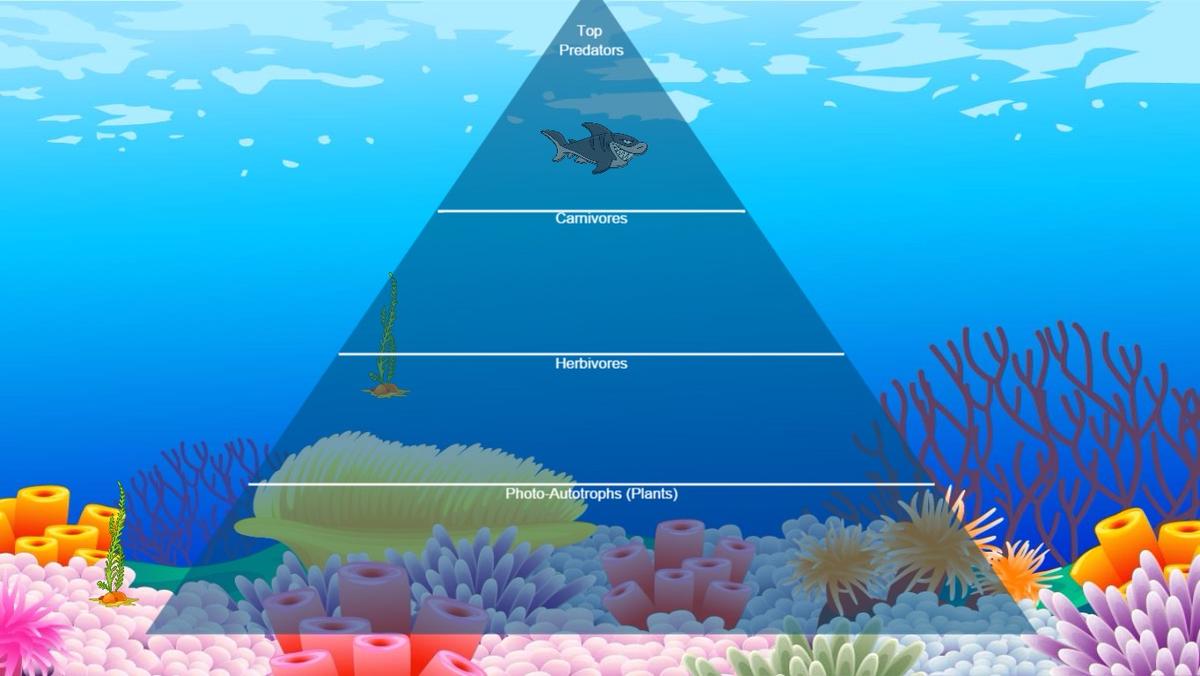 Ocean Ecological Pyramid