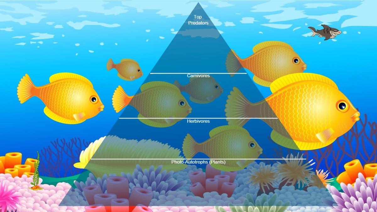 Ocean Ecological Pyramid