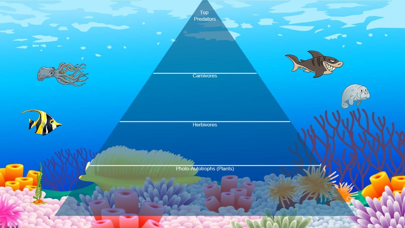 Ocean Ecological Pyramid