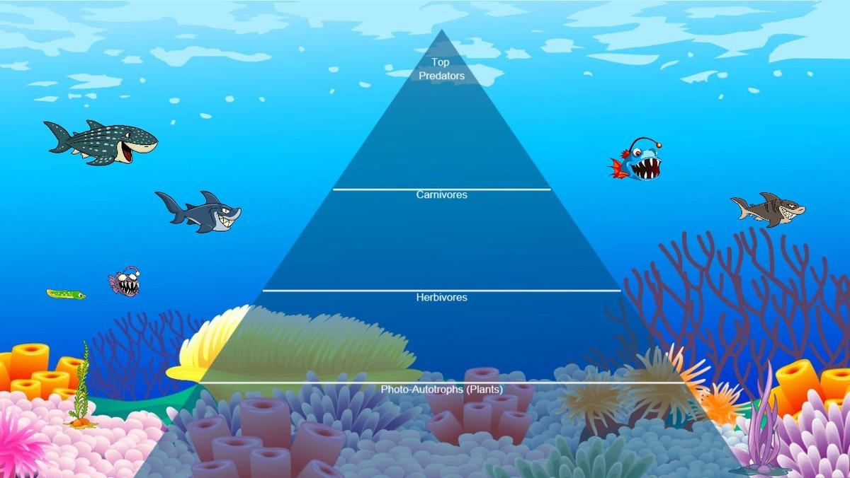 Ocean Ecological Pyramid_Moul