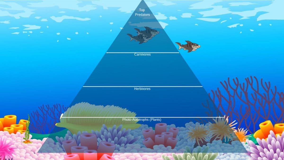 Ocean Ecological Pyramid