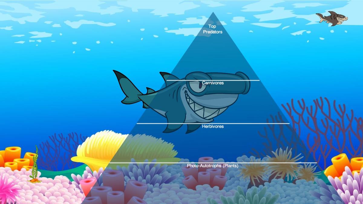 Ocean Ecological Pyramid