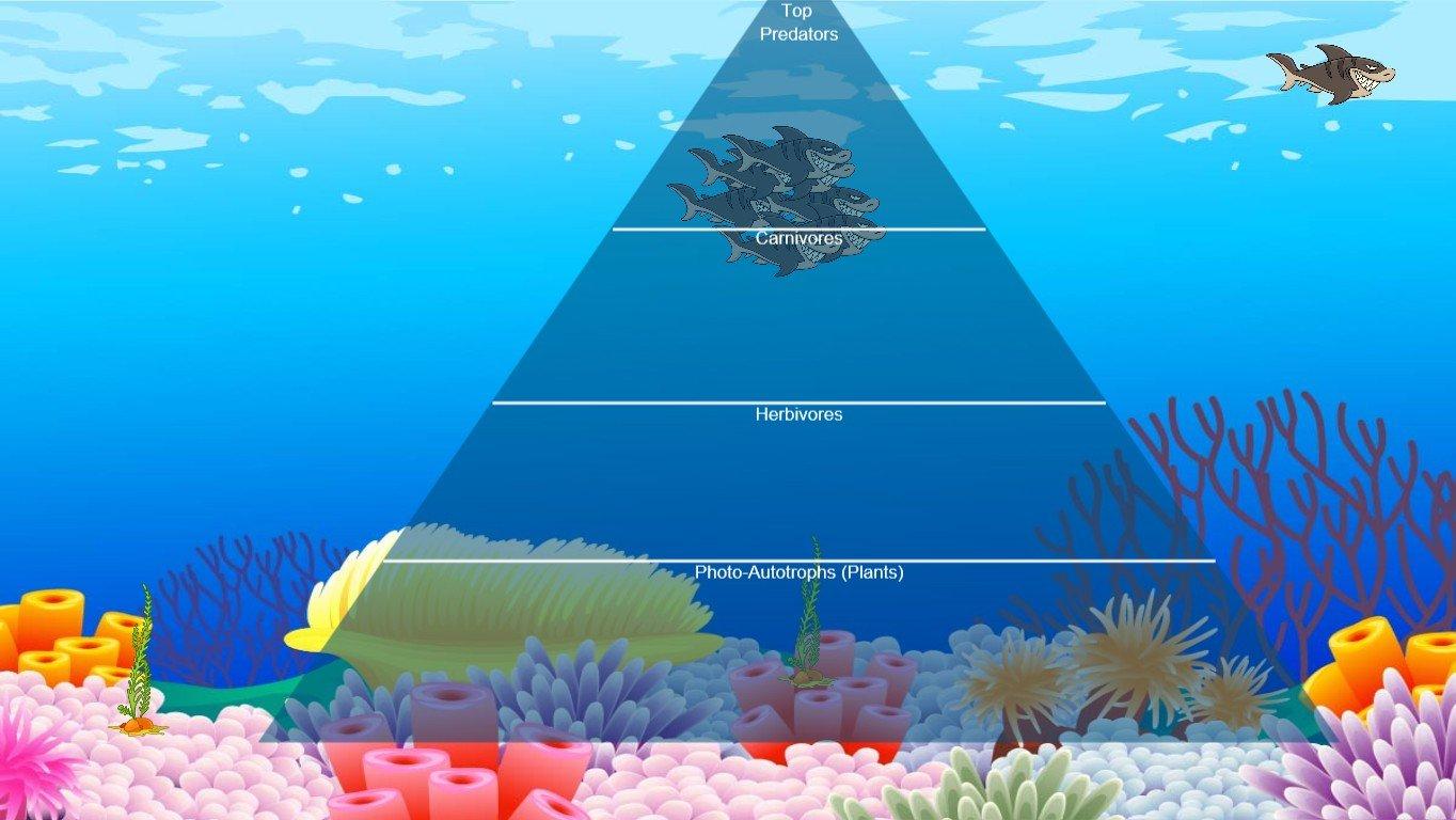 Ocean Ecological Pyramid