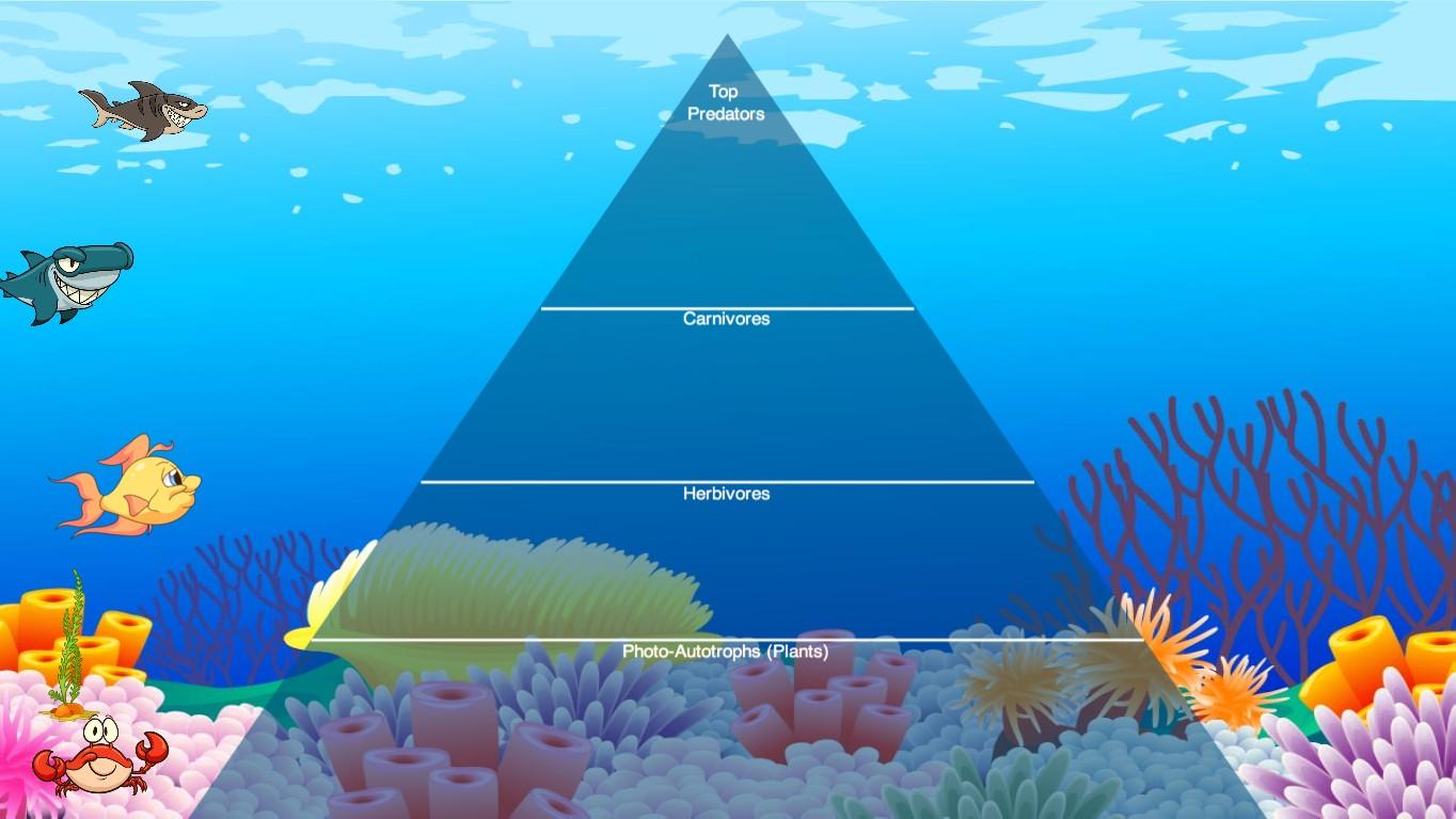 Ocean Ecological Pyramid