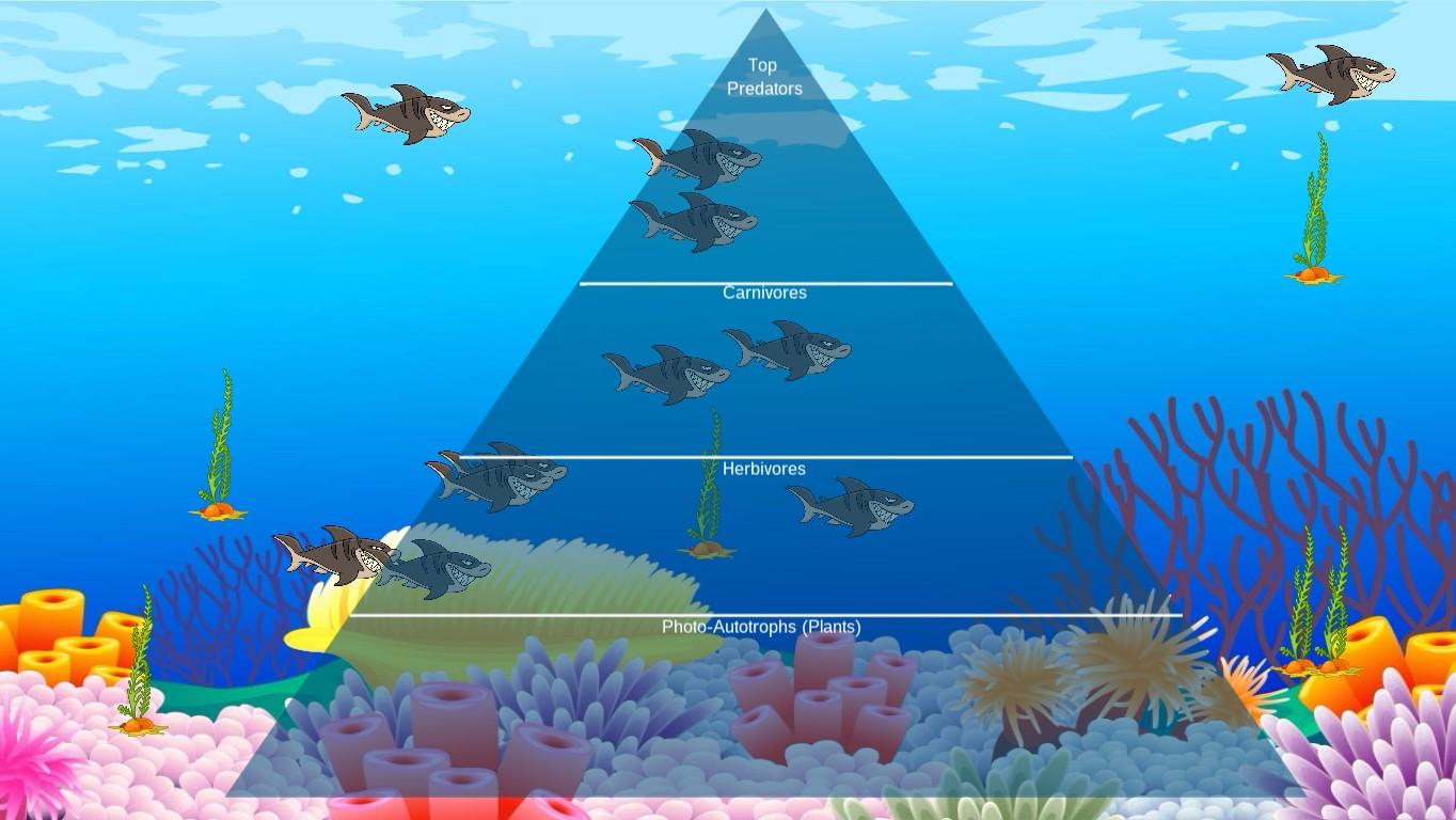 Ocean Ecological Pyramid